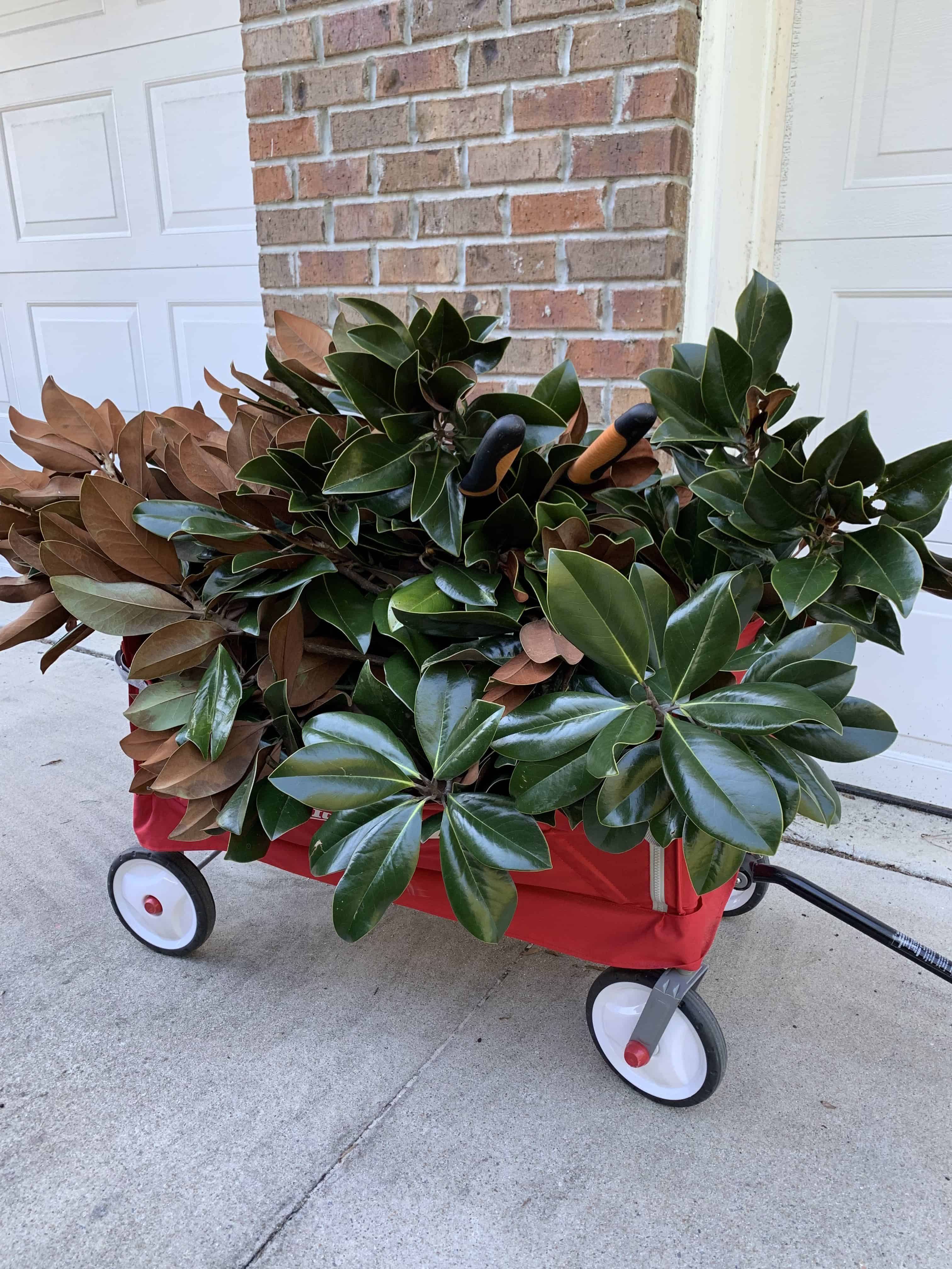 A red wagon full of live magnolia clippings sourced from a neighbors yard.
