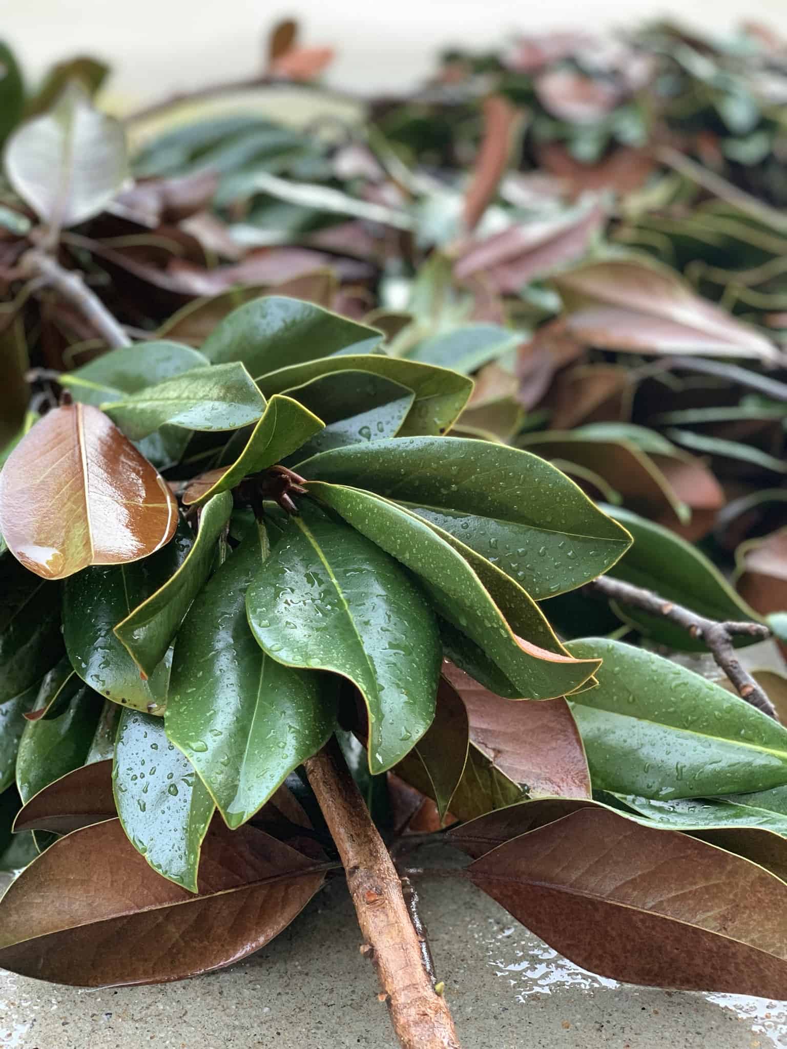 Live magnolia leaf clippings spotted with water, perfect for making a DIY live magnolia wreath.