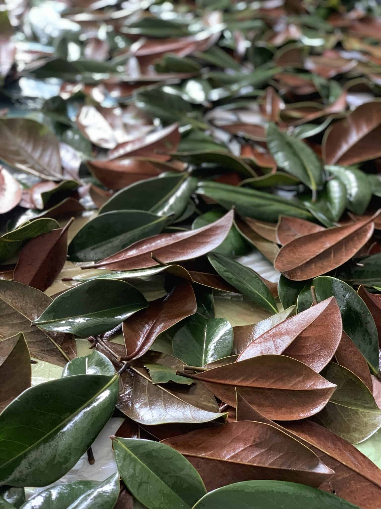 magnolia leaves are prepped and ready to be made into a stunning DIY live magnolia wreath!