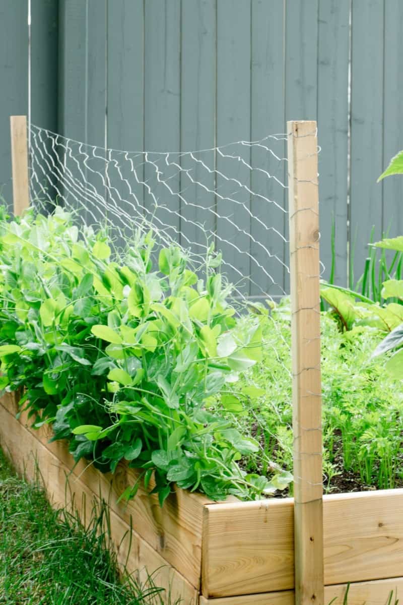 A wooden raised garden bed with a chicken wire fence - DIY Raised Garden Bed Tutorial by Making it in the Mountains