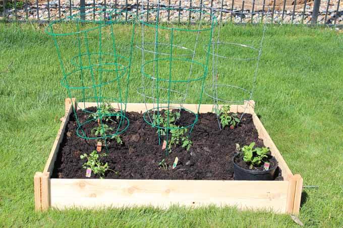 A small DIY raised garden bed with tomato plants and other veggies - DIY Raised Garden Bed Tutorial by Love Our Real Life