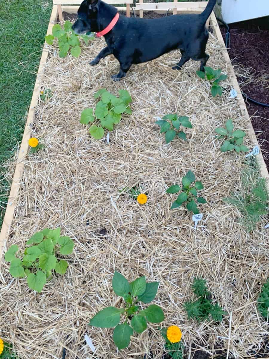 A dog plods around the straw-filled garden beds among the plants.