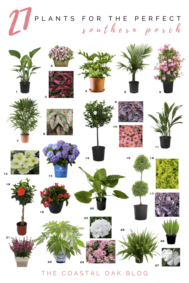 A collection of outdoor plants that are perfect for front door decor during any season.