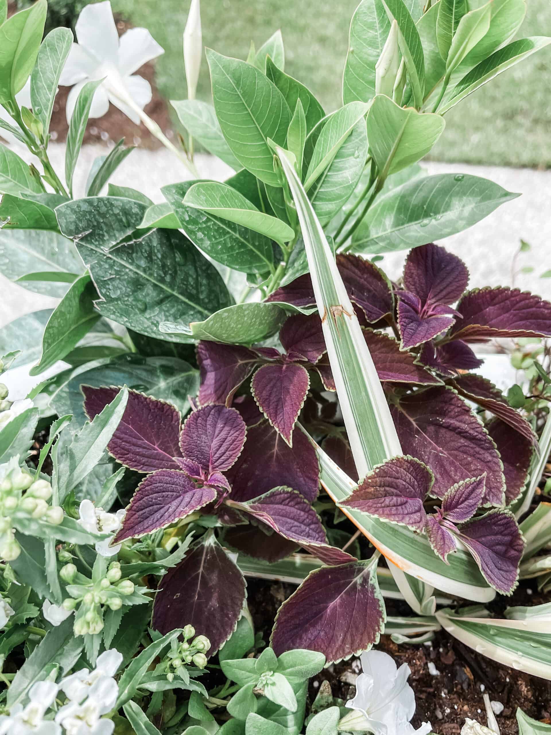 Window Box Plants for your Southern Home