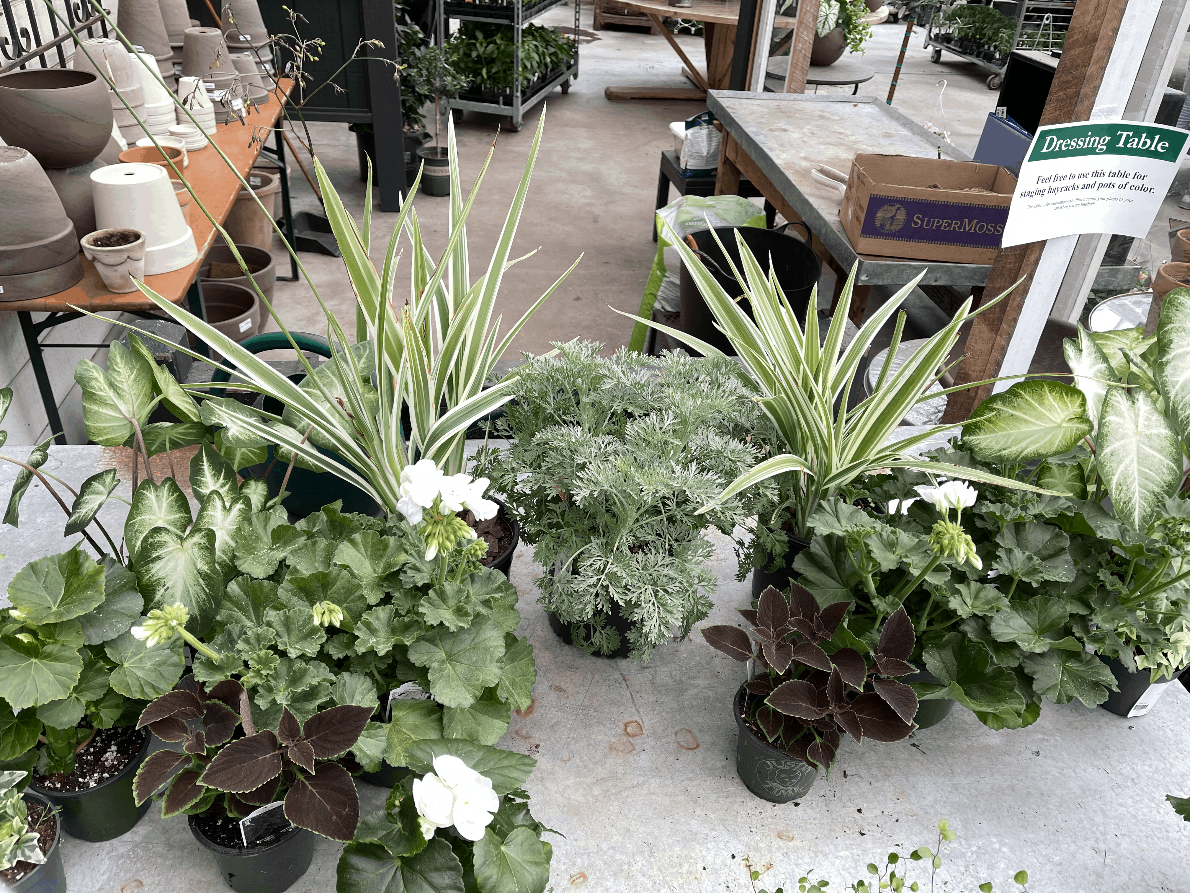 Selecting window box plants at the local garden center.