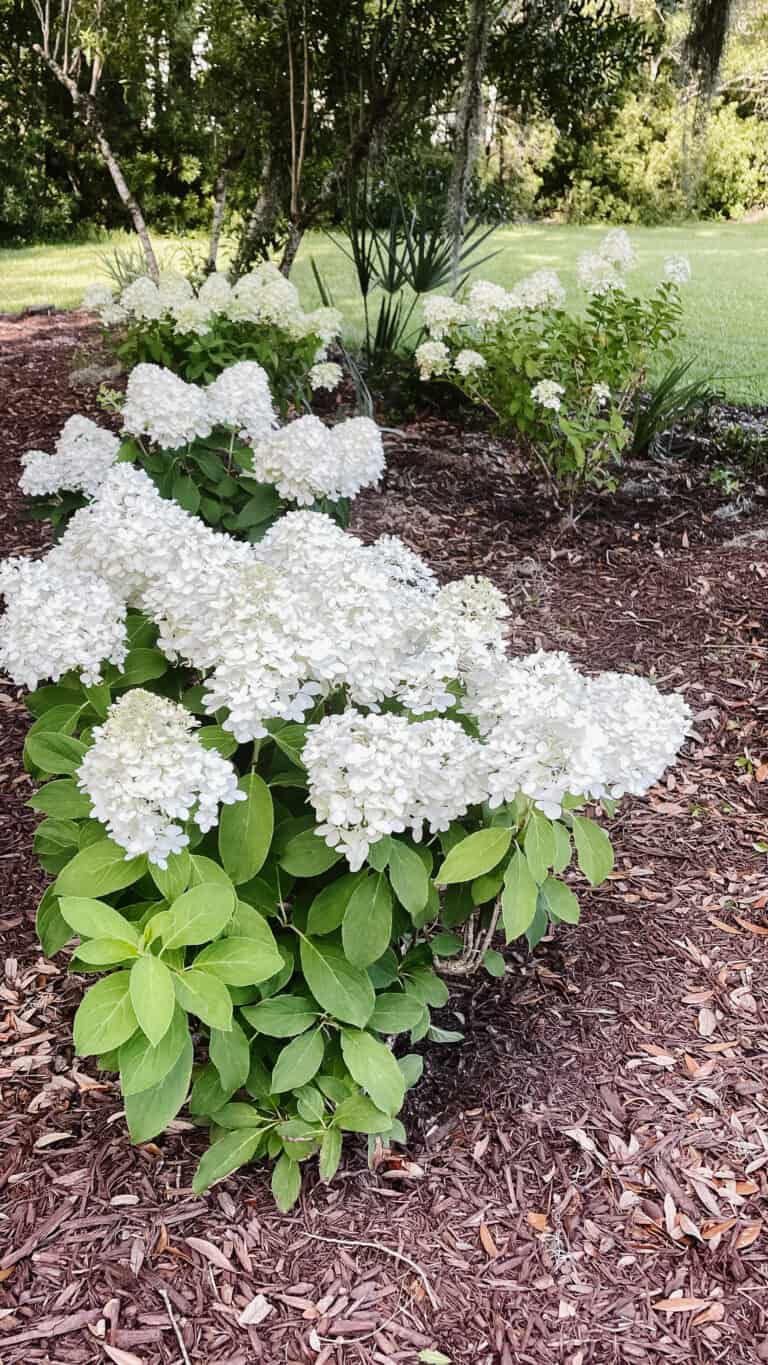 How to Care for White Wedding Hydrangeas The Coastal Oak