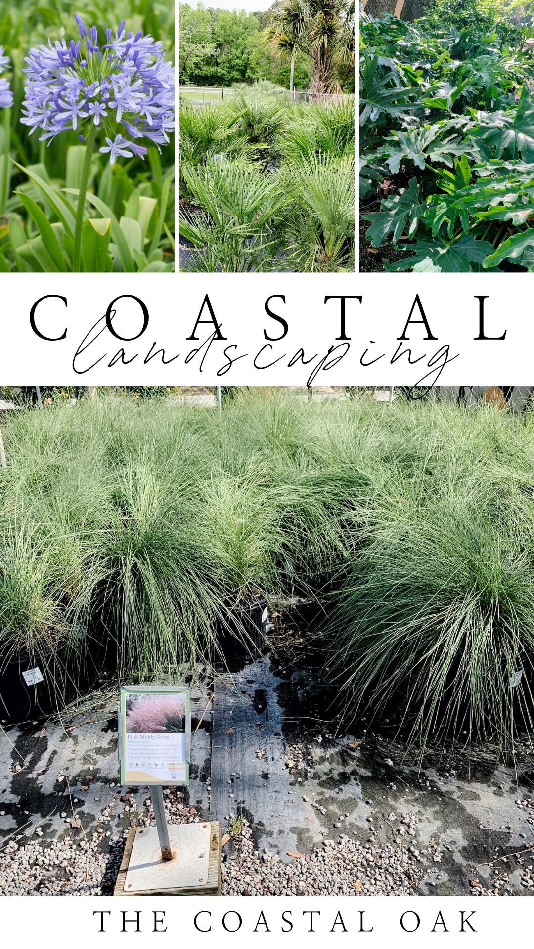The Best Plants for Coastal Landscaping The Coastal Oak