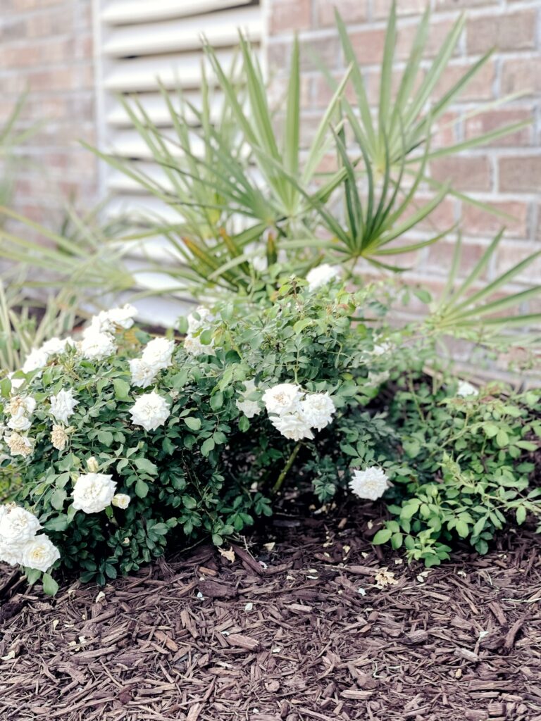 The Best Plants for Coastal Landscaping The Coastal Oak