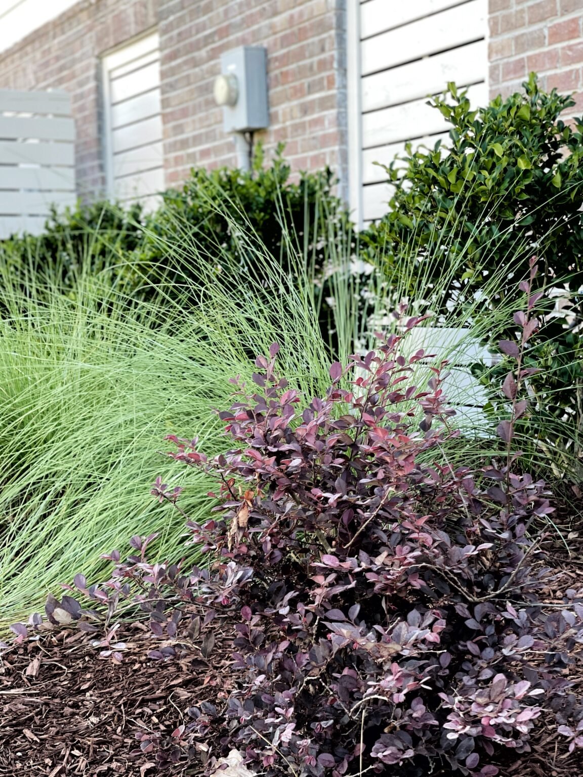 The Best Plants for Coastal Landscaping The Coastal Oak