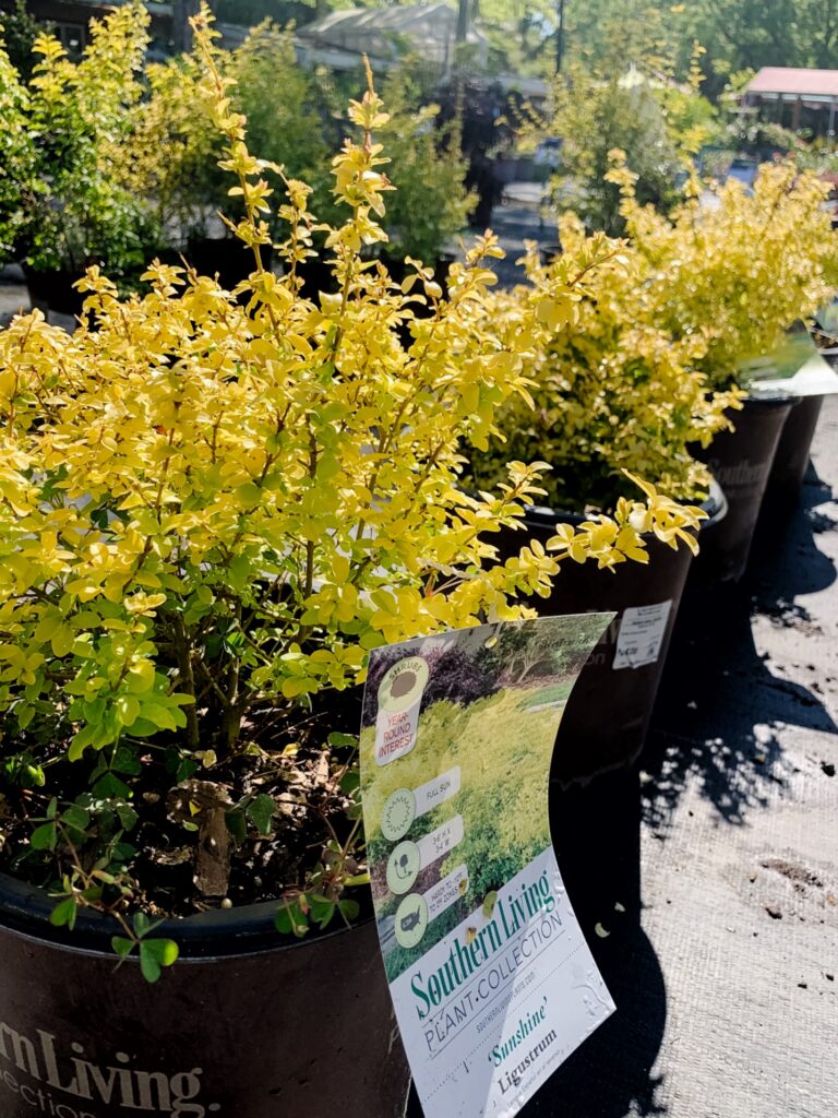 The Best Plants for Coastal Landscaping The Coastal Oak