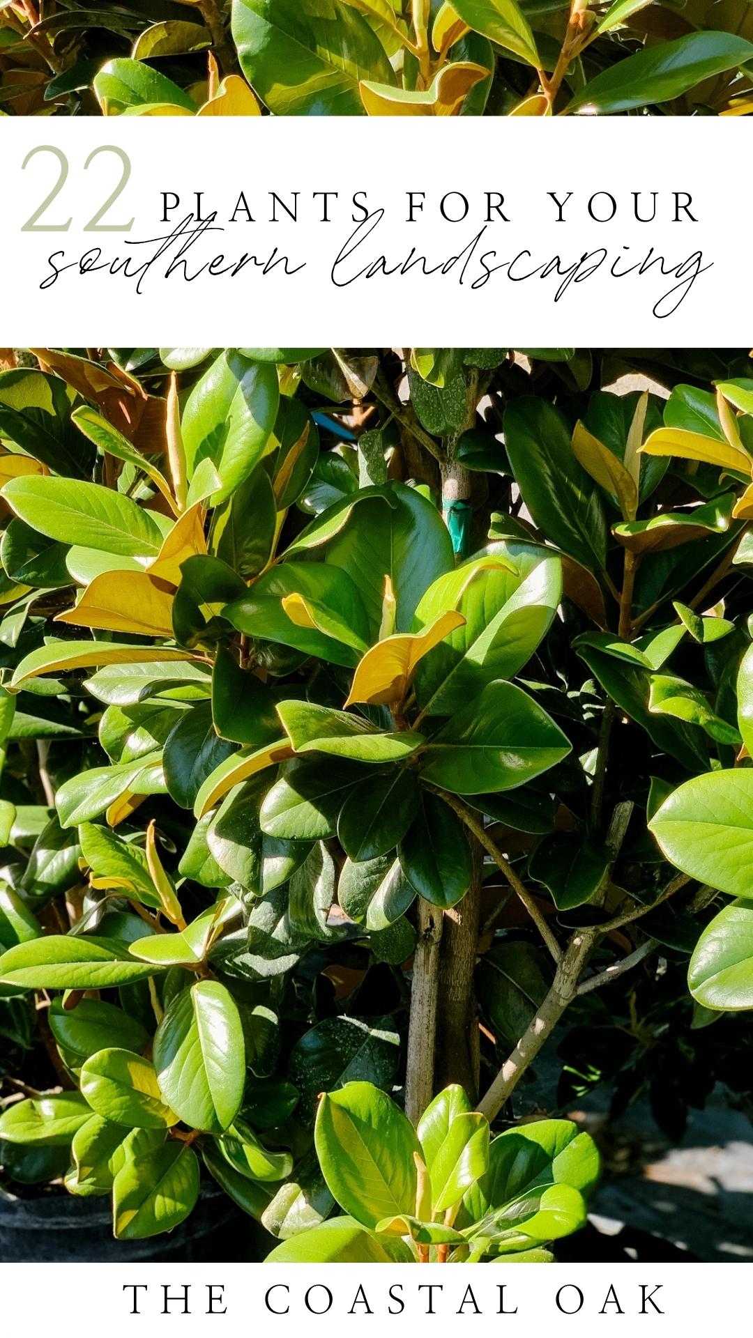 The Best Plants for Coastal Landscaping The Coastal Oak