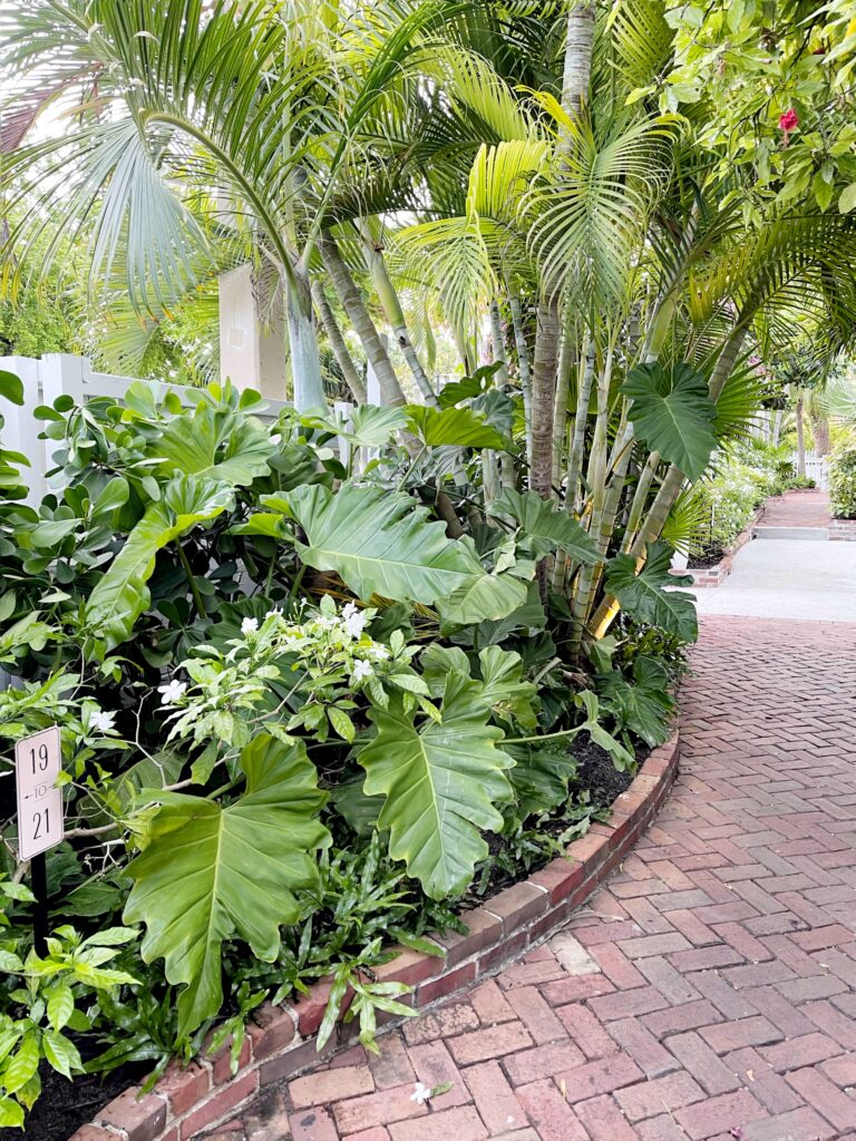 The Best Plants for Coastal Landscaping The Coastal Oak