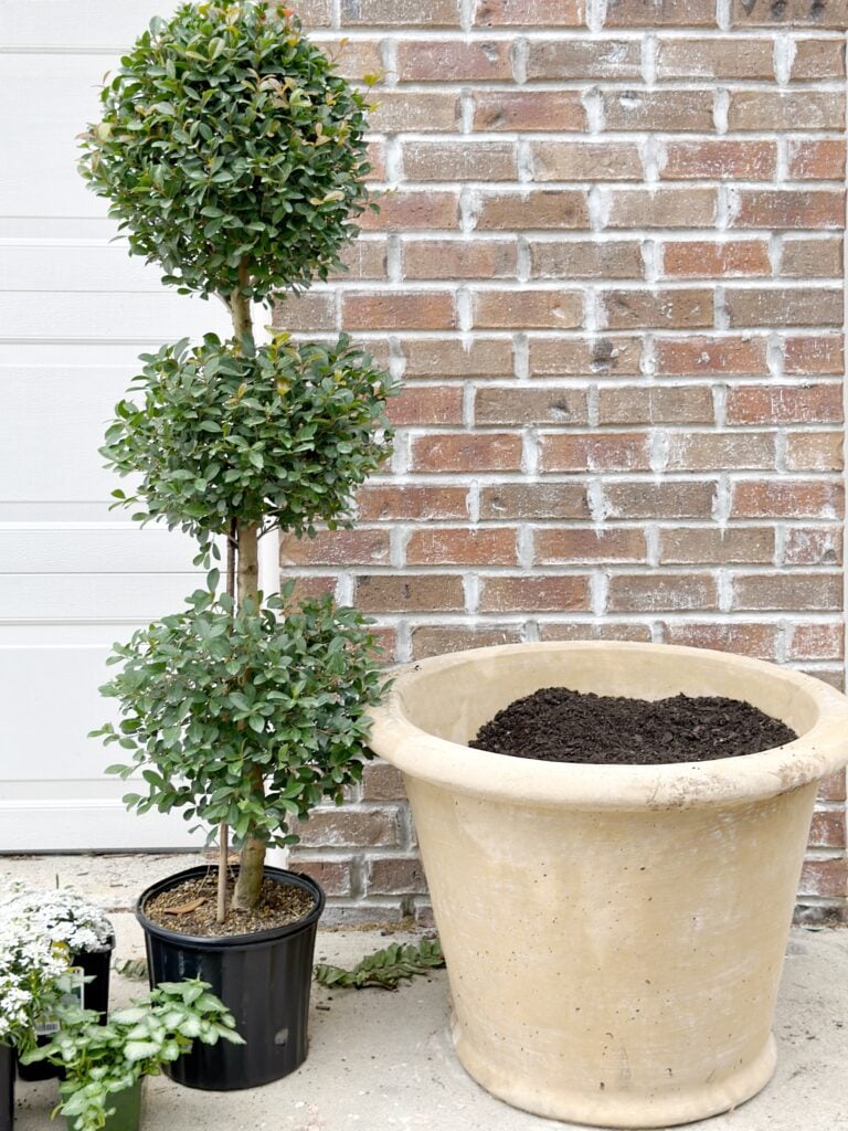 Wax Leaf Privet & Eugenia Topiaries The Coastal Oak